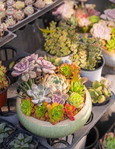 Mix surprise 100 - mix, plantes