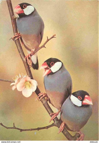 Carte postale animaux - carte,