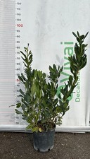 50 plantes de pitosphore V18 H