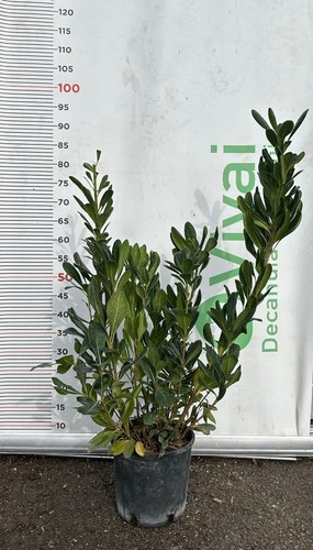 Plantes pitosphore v18 h - de,