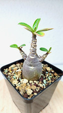 Adenium red caudex (kalamae f1