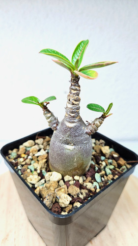 Adenium red caudex kalamae - caudex, (kalamae