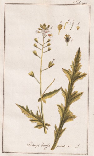 Capsella bursa pastoris - capsella, bursa-pastoris