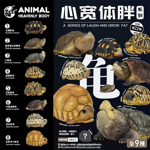 Animal planet tortoise series - tortoise,