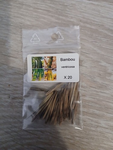 Graines bambou - graines,
