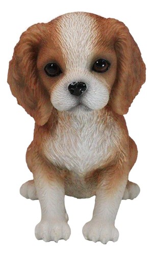 Adorable blenheim cavalier - blenheim,