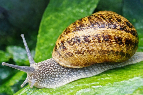 Bave escargot pure 100 - bave,