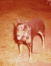 1970s Doberman Pinscher Dog Standing Backyard at Night