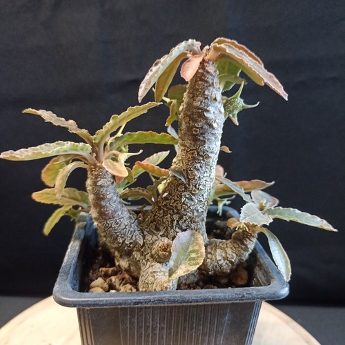 Dorstenia foetida variegata - foetida, 'variegata'