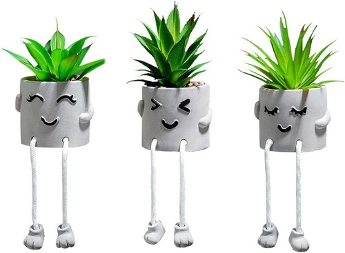 Lot plantes succulentes - lot,