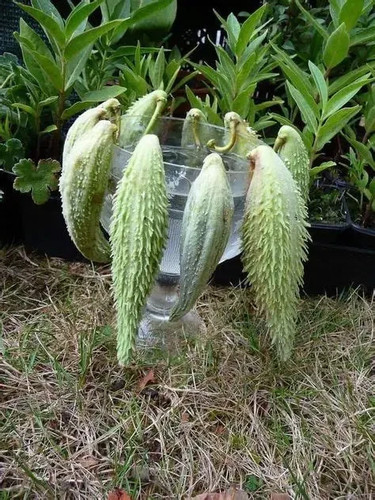 Graines asclépias arbre - /,