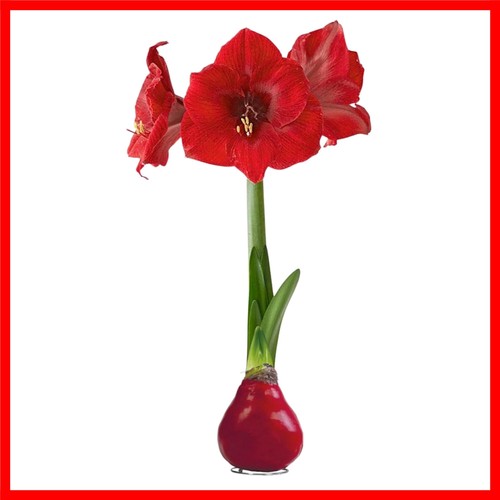 Festive red waxed amaryllis - festive,