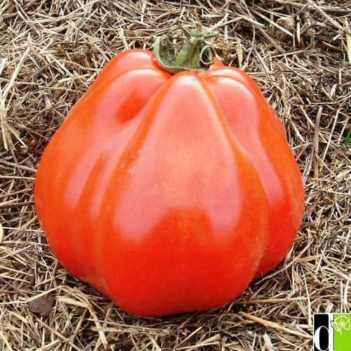 Graines tomate liguria - graines,