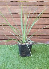 YUCCA "Rostrata", plant de