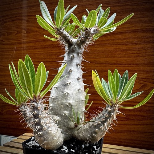 Pachypodium cactipes rare - pachypodium,