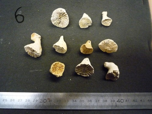Coraux corail - corail,