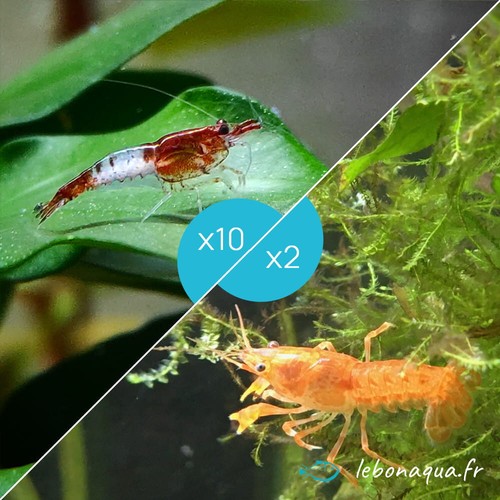 Lot crevettes rili - de,