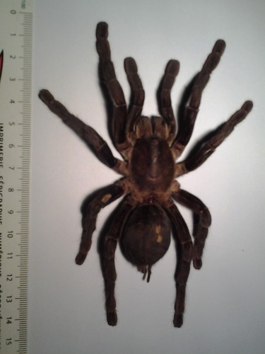 Mygale tarantula - mygale,