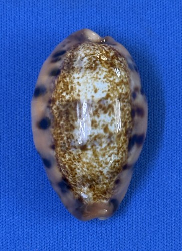 Cypraea caurica masirensis