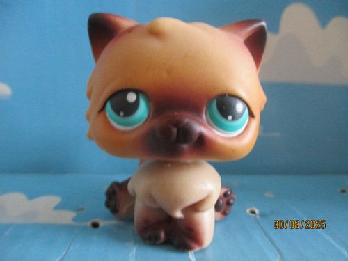 Petshop chat persan - petshop,