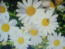 2500 Graines de Paquerettes