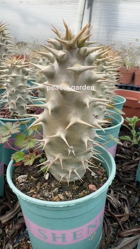 Pachypodium ambongense