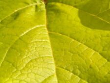 25 GOLDEN SOUTHERN CATALPA SEEEDS - Catalpa bignoniaceae 'Aurea'