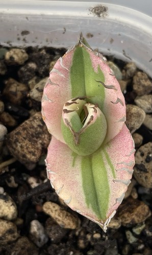 Agave titanota snorlax - titanota, "snorlax"