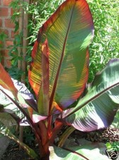 BANANIER ROUGE Musa Maurelli