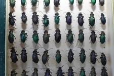 Boîte de 63 Insectes anciens