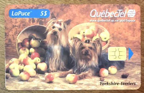Canada québectel yorkshire - canada,
