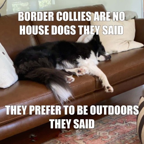 Border collie dog - border,