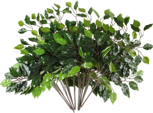 Pcs ficus tree leaves - ficus,