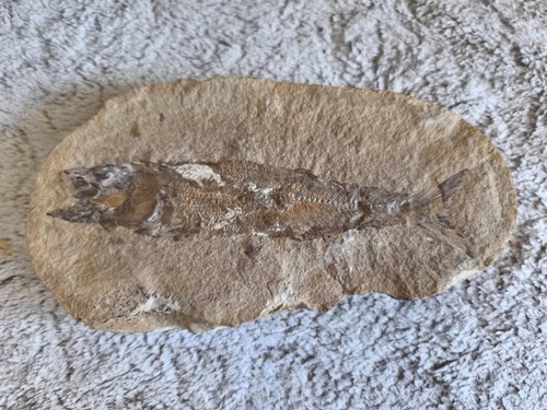Superbe poisson fossile - superbe,