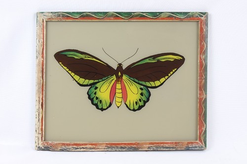 Ornithoptera alexandra - ornithoptera,