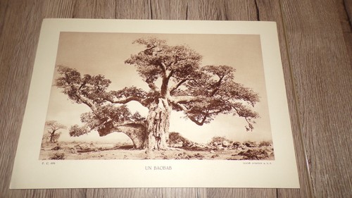 Baobab 20 cm - 29,