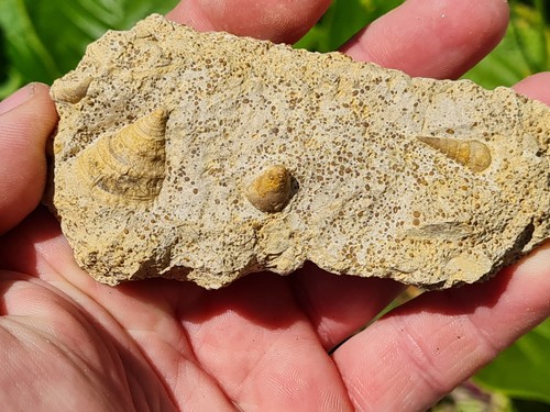 Gastéropodes bajocien - gastéropodes,