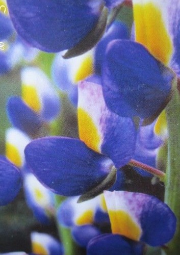 Lupin bleu violet - ♫, 'bleu