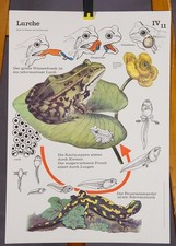 Vintage Mural Print Animal Poster Life Cycle Amphibians Wall Chart