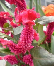 ♫ CELOSIE Panachée-Plumeuse