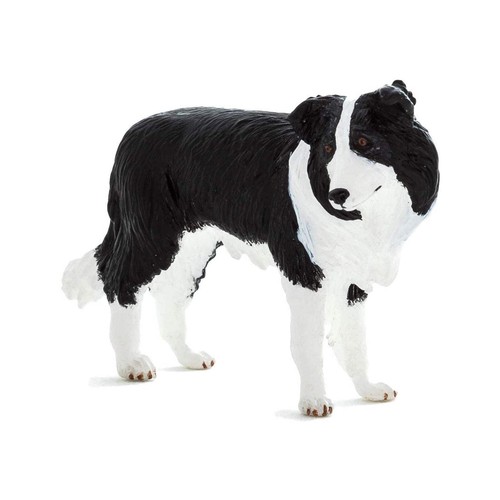 Mojo border collie dog - border,