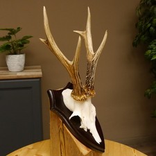 Bois de Cervidés Chevreuil