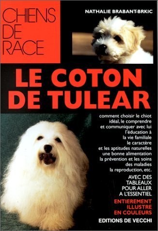 Coton tulear - coton,