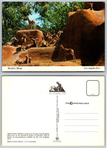 Mouflon sheep los - sheep,
