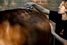 Formes Géométriques Pour Tonte De Chevaux
