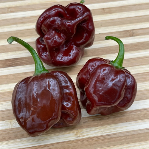 Graines piment schotch - 20,