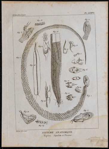 1825 squelette et viscères - -,