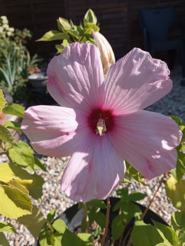 Graines hibiscus - graines, d'hibiscus