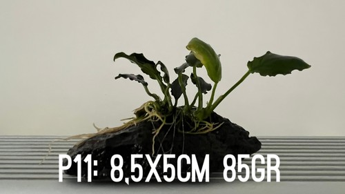 Plante aquarium anubias nana - 1,