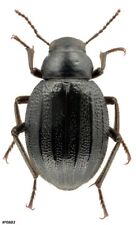 Coleoptera Tenebrionidae Pimelia ascendens Spain Canary Island male 20mm